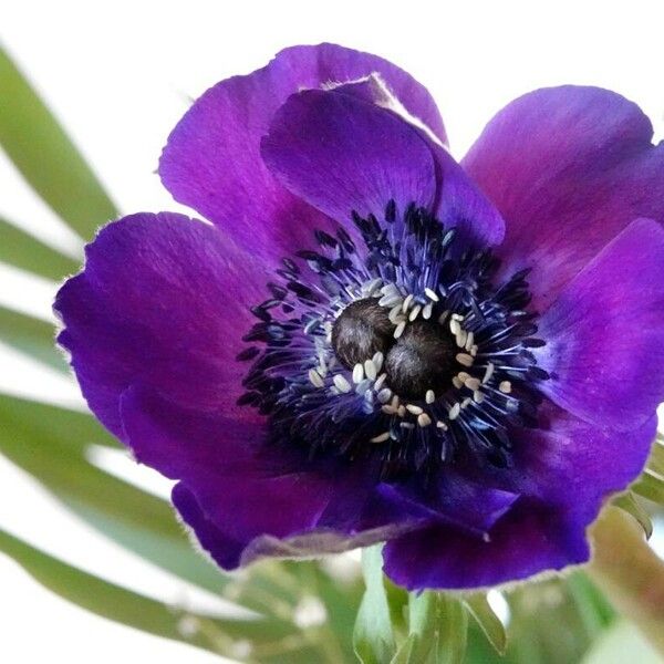 Anemone coronaria Кветка