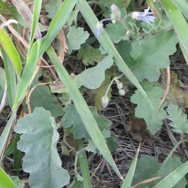 Solanum comptum Habitus