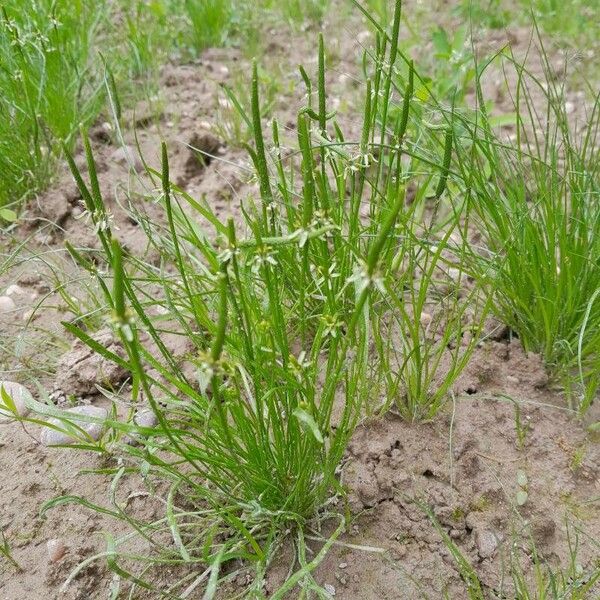 Ranunculus minimus Çiçek