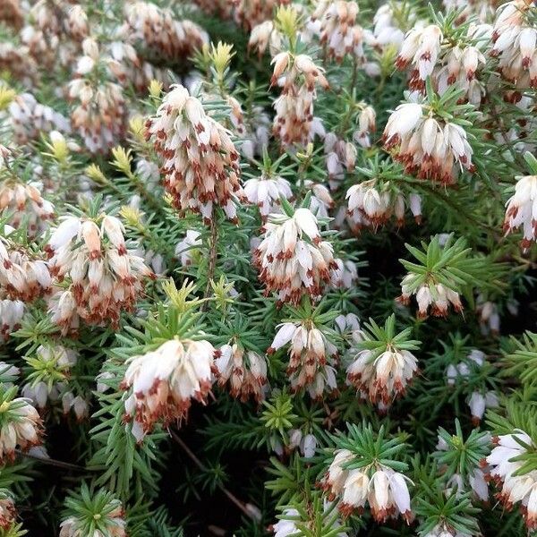 Erica erigena Flors