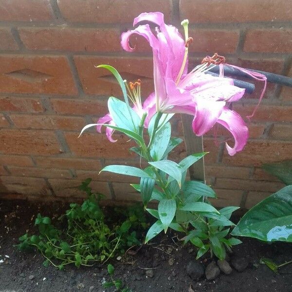 Lilium longiflorum ফুল