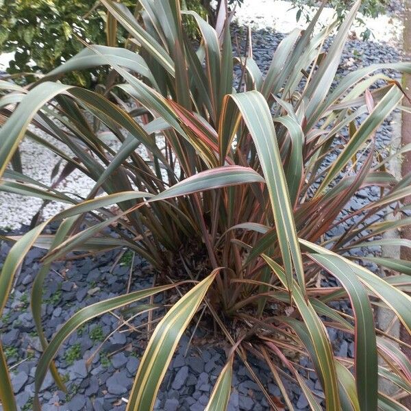 Phormium tenax Blad