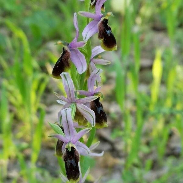 Ophrys lunulata 花