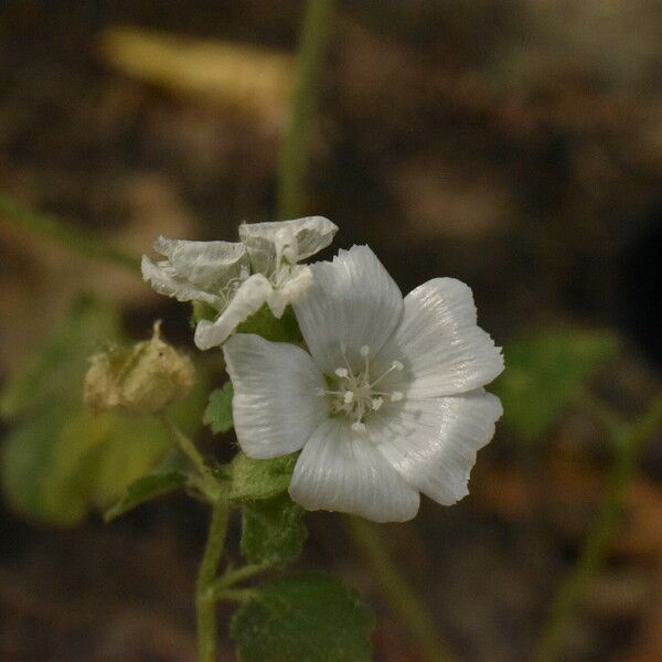 Malva hispanica Flor