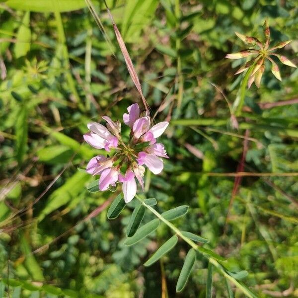 Securigera varia ফুল