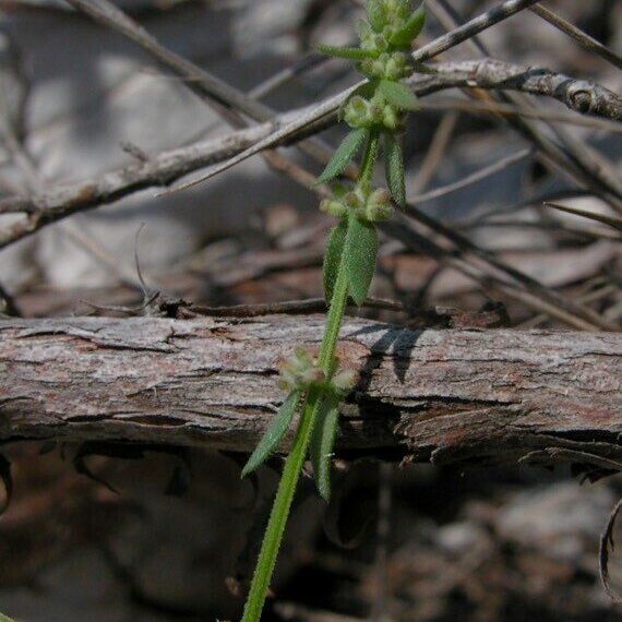 Galium verticillatum Other