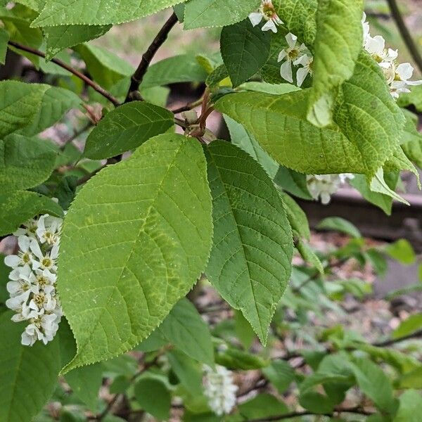 Prunus padus Blatt