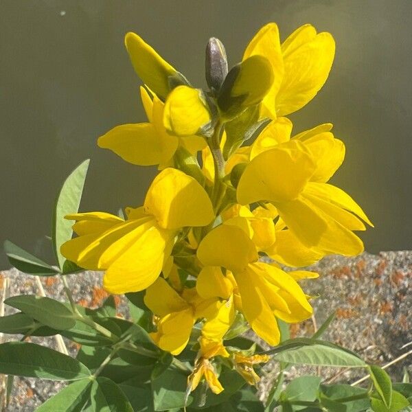 Crotalaria micans Flower