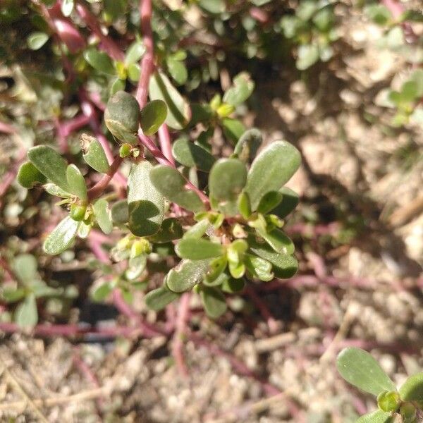 Portulaca oleracea Leaf