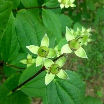 Philadelphus coronarius Frugt