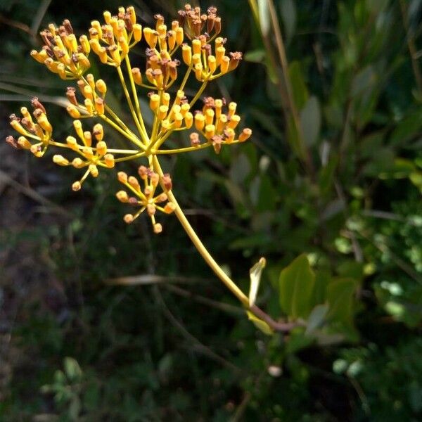 Bupleurum fruticosum Frukt