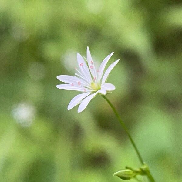 Stellaria graminea Flor