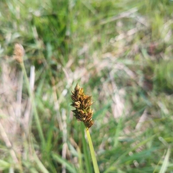 Carex vulpina Bloem