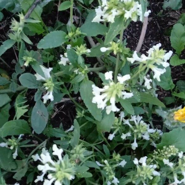 Stachys annua Habitatea