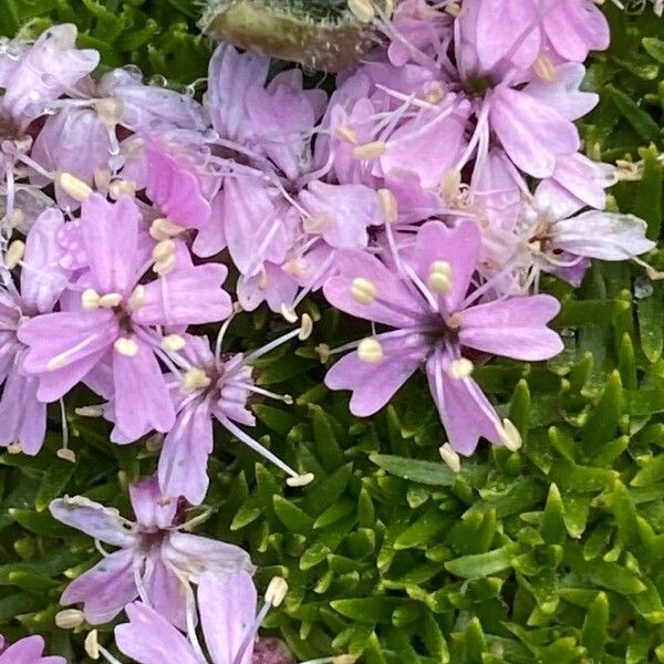 Silene acaulis Flower