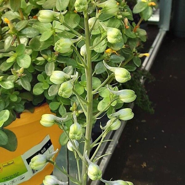 Delphinium elatum Fiore