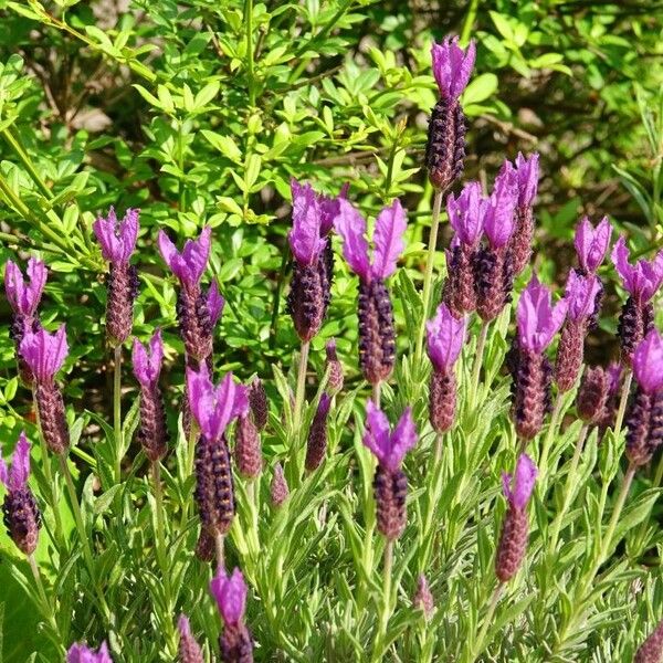 Lavandula stoechas عادت داشتن