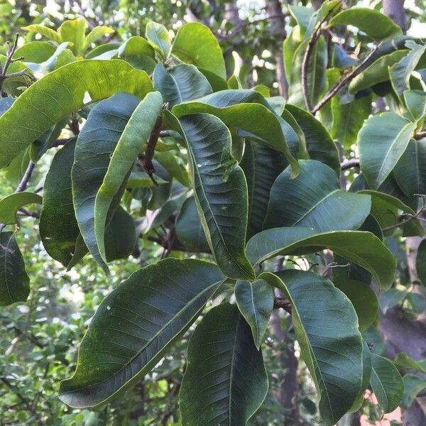 Calodendrum capense Blad