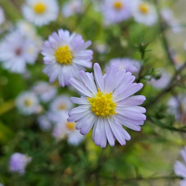 Symphyotrichum novi-belgii Flower