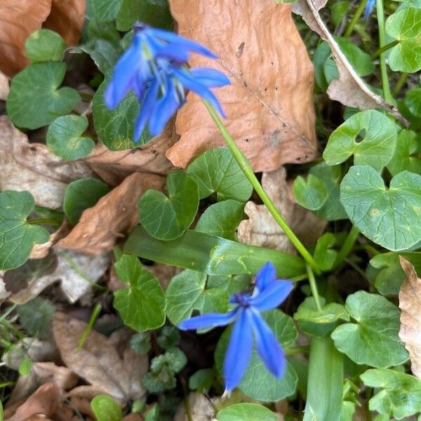 Scilla siberica Çiçek