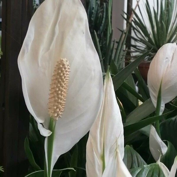 Spathiphyllum wallisii Flower