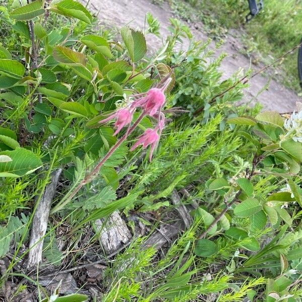 Geum triflorum Floare