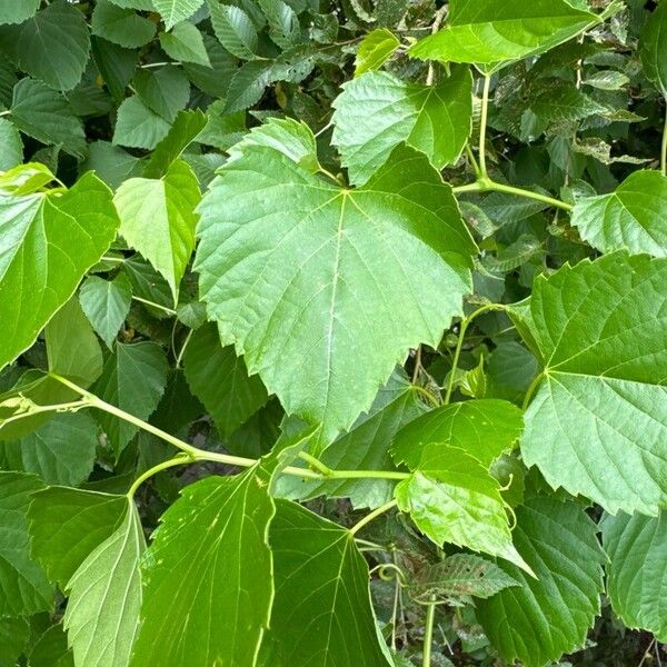 Ampelopsis cordata 叶