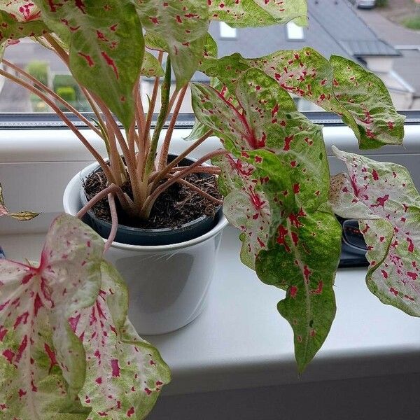 Caladium bicolor पत्ता