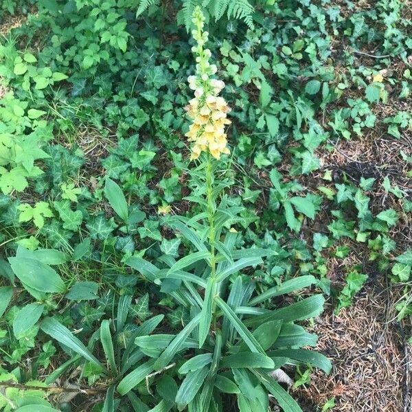 Digitalis ferruginea Plante entière