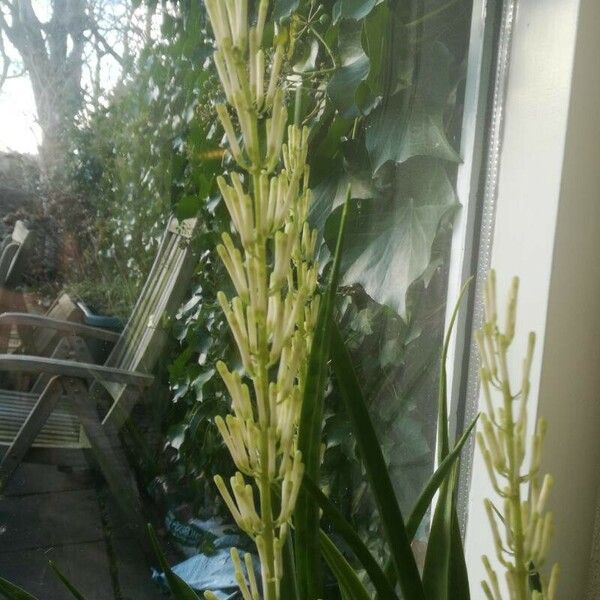 Dracaena hyacinthoides Flor