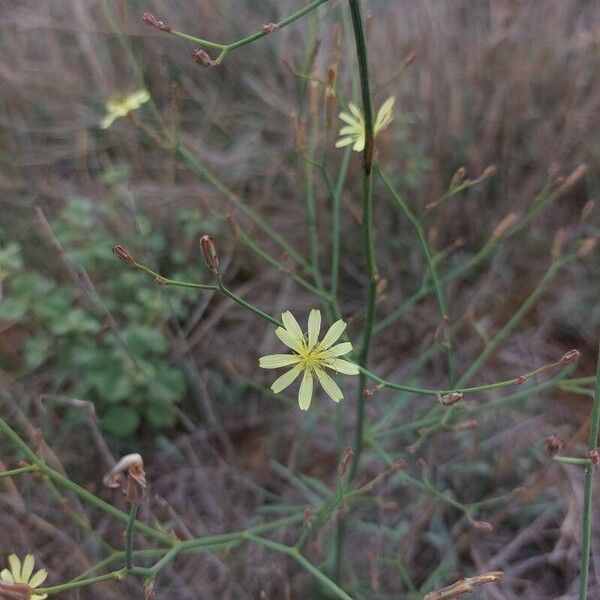 Launaea hafunensis Flor