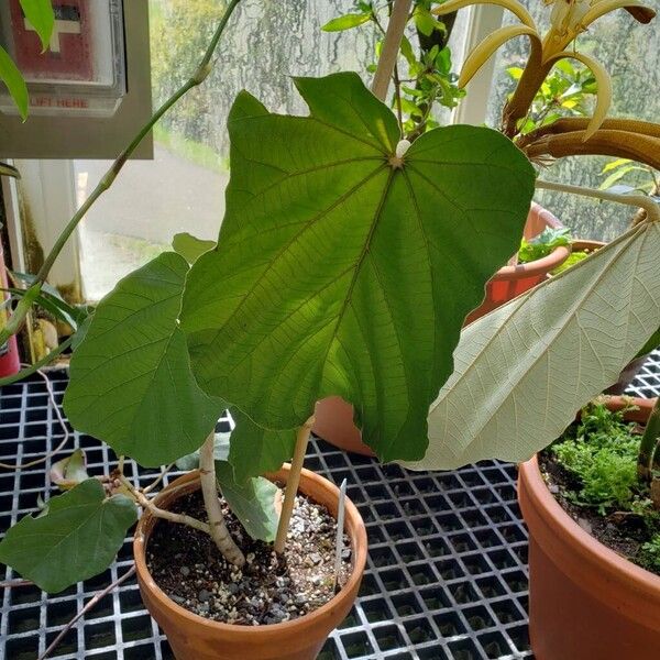 Pterospermum acerifolium Plante entière