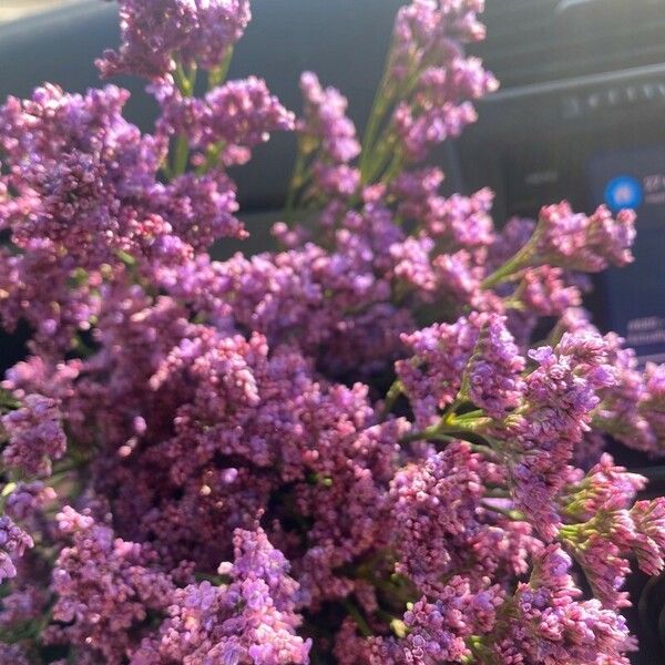 Limonium narbonense Flower