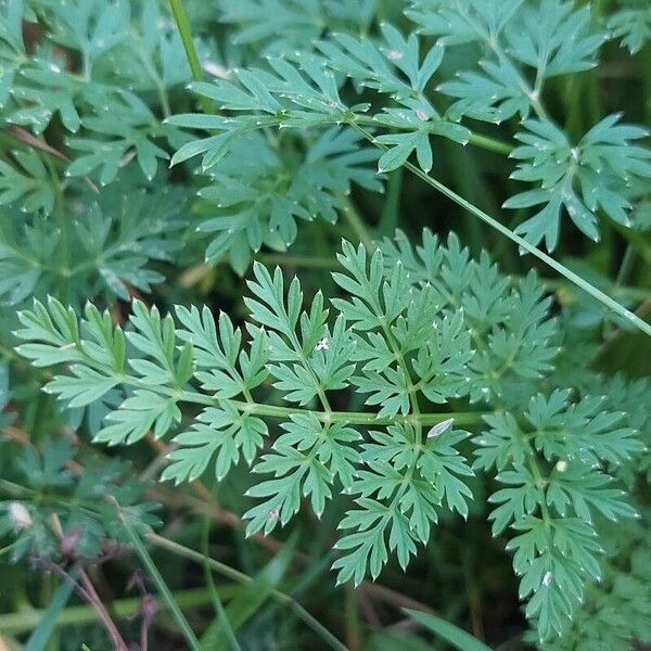 Selinum carvifolium Blad