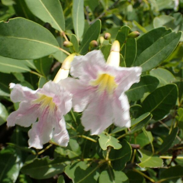 Tabebuia heterophylla 花