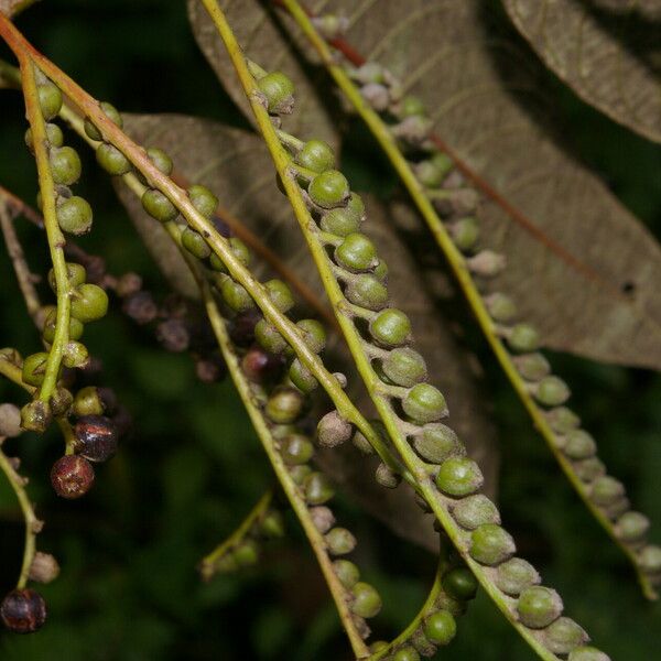 Tournefortiopsis reticulata Fruit