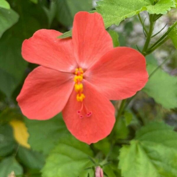 Hibiscus micranthus Flower