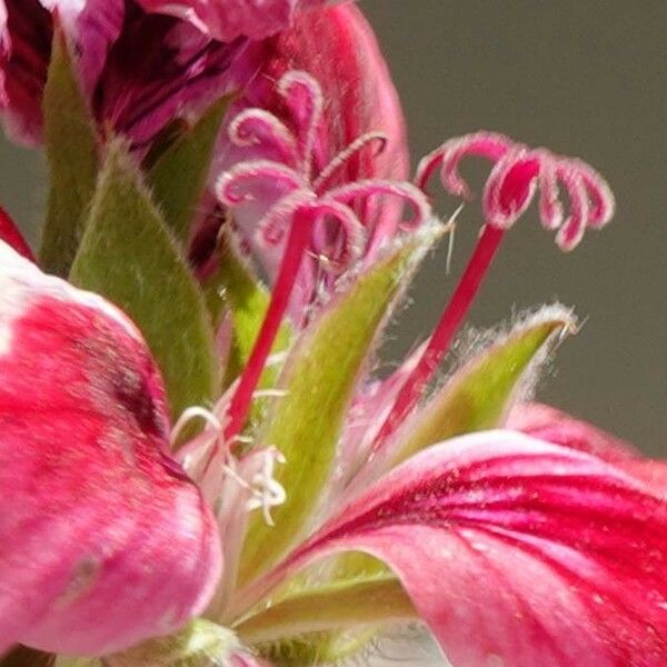 Pelargonium × hybridum Λουλούδι