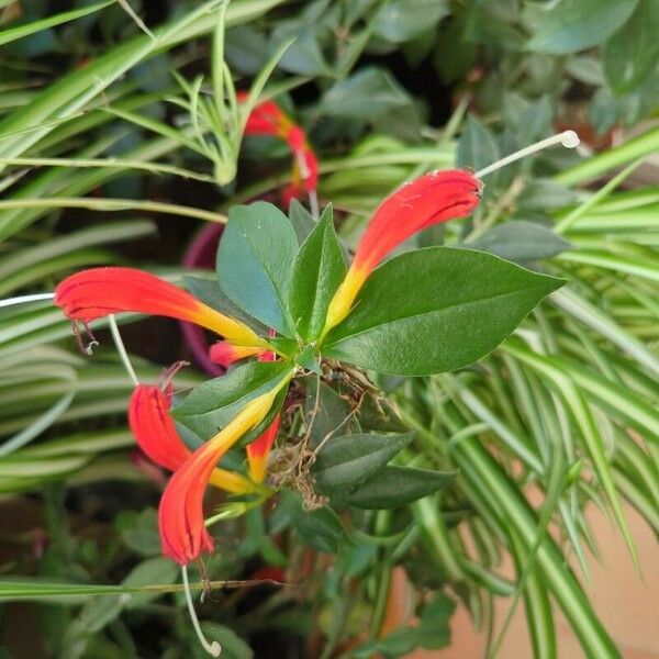 Aeschynanthus everettianus Blomst