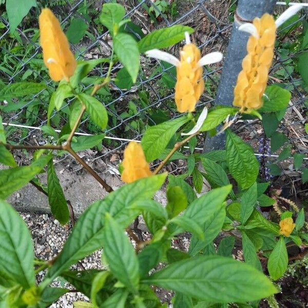 Pachystachys lutea Flower