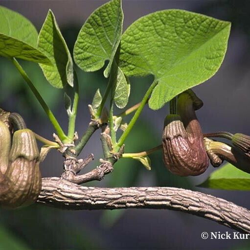 Aristolochia manshuriensis Квітка