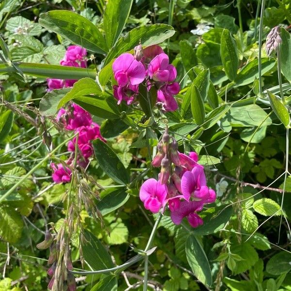 Lathyrus latifolius Lorea