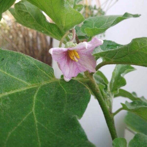 Solanum melongena Blomst