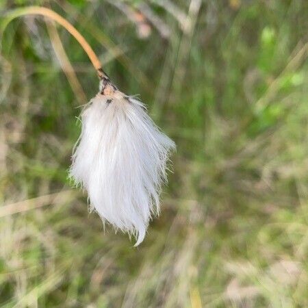 Eriophorum vaginatum Fleur