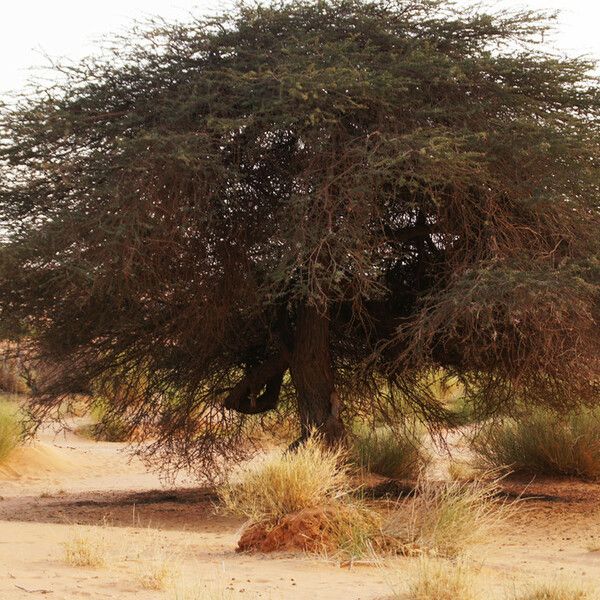 Vachellia farnesiana অভ্যাস