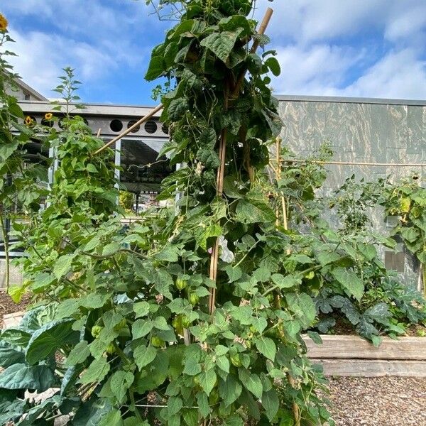 Physalis peruviana Habitatea