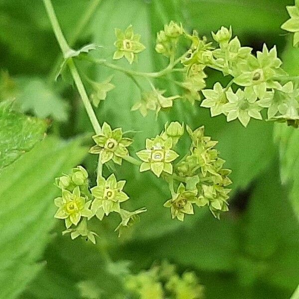 Alchemilla xanthochlora Цвят