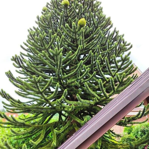 Araucaria araucana Blatt