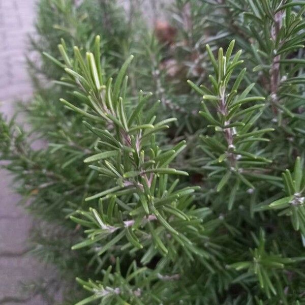 Rosmarinus officinalis Folha