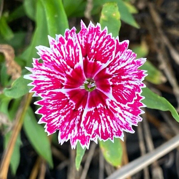 Dianthus chinensis 花